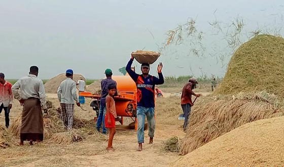 কিশোরগঞ্জের হাওড়ে ধান কাটা নিয়ে ব্যস্ত কৃষক-কৃষাণীরা