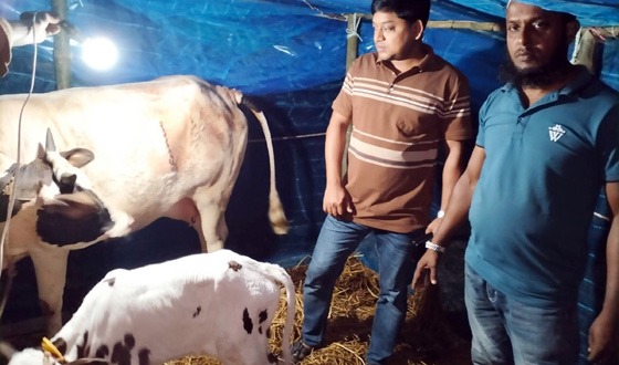 সিজারের মাধ্যমে বাচ্চা জন্ম দিলো গাভী
