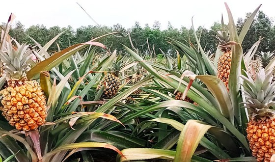 শেরপুর গারো পাহাড়ে আনারস চাষ