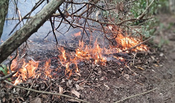 পূর্ব সুন্দরবনের আগুনের ঘটনায় গঠিত তদন্ত কমিটির প্রতিবেদন দাখিল