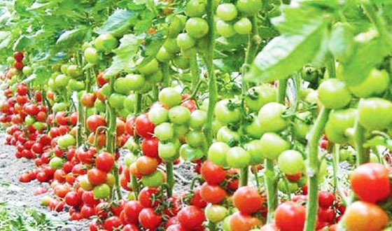 শেরপুরে সবজি চাষে সফলতা