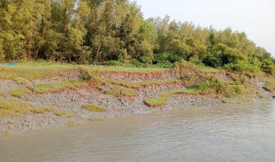 ইছামতি নদী ভাঙ্গনে বদলে যাচ্ছে মানচিত্র, হুমকির মুখে রুপসী ম্যানগ্রোভ