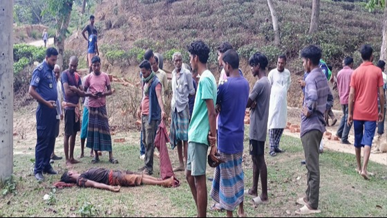 কমলগঞ্জে ট্রাক্টর চাপায় ১ চা শ্রমিক নিহত