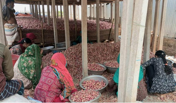 সুজানগরে সনাতন পদ্ধতিতে পেঁয়াজ সংরক্ষণ, পচনে ক্ষতিগ্রস্ত কৃষক