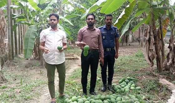 কালিগঞ্জে ৩৫০ কেজি গোবিন্দভোগ আম জব্দ, দুই ব্যবসায়ীকে জরিমানা