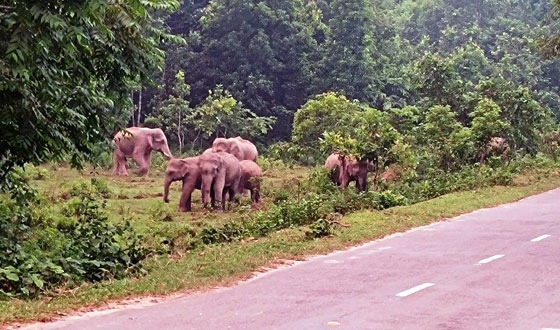 দুই যুগেও নিরসন হয়নি মানুষ ও বুনোহাতির দ্বন্দ্ব