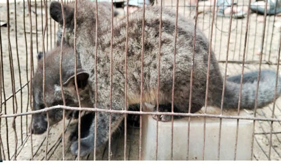 কমলগঞ্জে তিনটি গন্ধগোকুলের শাবক উদ্ধার