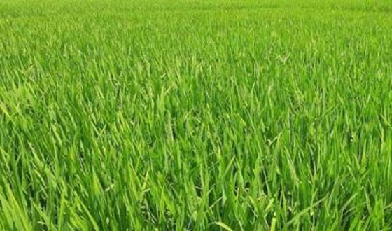 ঘোড়াঘাটের বিস্তৃর্ণ মাঠ এখন সবুজের সমারোহ