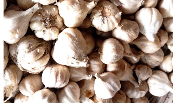 চিলমারীতে চরাঞ্চলে রশুনের বাম্পার ফলন