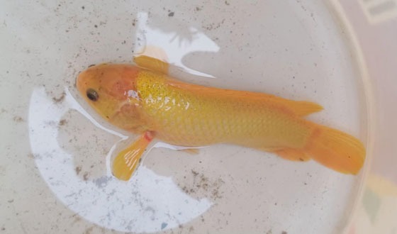 কমলগঞ্জে ধরা পরেছে বিরল প্রজাতির সোনালী কৈ মাছ