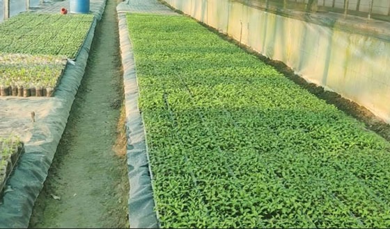 শৈলকুপায় মাটি ছাড়াই উৎপাদন হচ্ছে সবজির চারা