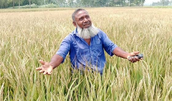 পীরগাছায় ইটভাটার বিষাক্ত ধোয়ায় ঝলসে গেছে ১৭ একর জমি ধান খেত