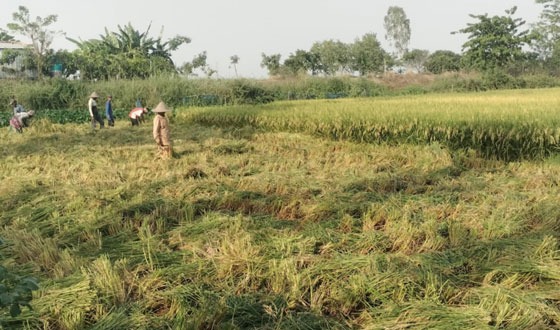 তানোরে বিলকুমারী বিলের বোরো ধান কাটা শুরু