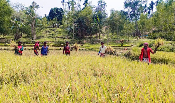 শেরপুরে বুনোহাতির ভয়ে আধাপাকা ধান কাটছে কৃষক