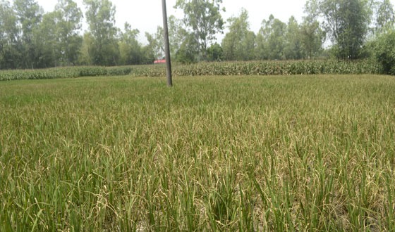 কাহারোলে ঢেপা নদীতে আবাদ হচ্ছে বোরো ধান