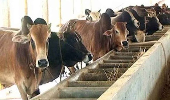 কাহারোলে কোরবানীকে ঘিরে পশু মোটা তাজা করনে ব্যস্ত খামারীরা
