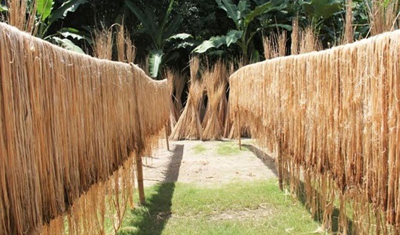 পাট রপ্তানি হ্রাস পেলেও কমেছে নগদ সহায়তা এবং বেড়েছে মাশুল