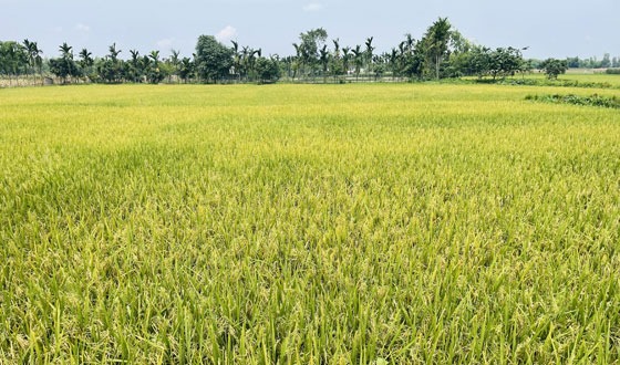 খানসামার বোরো ধান খেত যেন সোনালী রুপে সজ্জিত