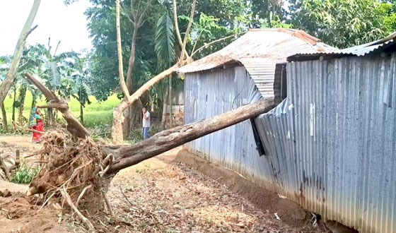 চারদিন পেরোলেও সরানো হয়নি বসতঘরের ওপর পড়া সরকারি গাছ