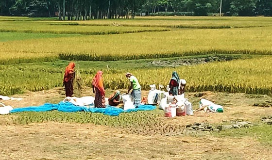 চিলমারীতে ধান ঘরে তুলতে মহা ব্যস্ত কৃষক