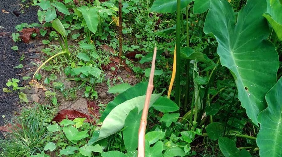 বাবুগঞ্জে প্রতিপক্ষের বিরুদ্ধে গাছ কেটে ফেলার অভিযোগ