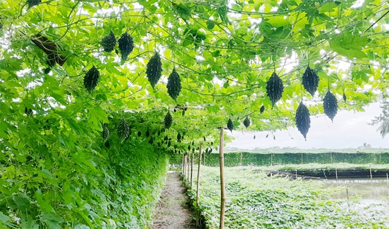 চিতলমারীতে সবজি চাষে স্বাবলম্বী প্রান্তিক কৃষক