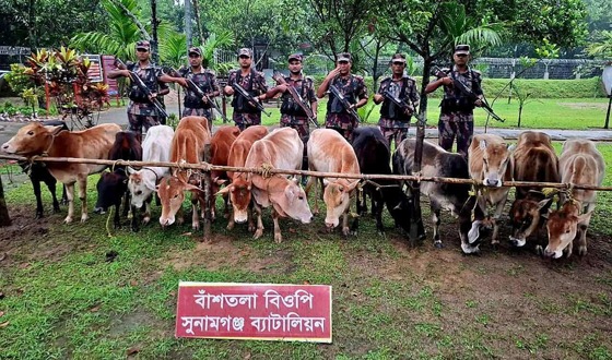 সুনামগঞ্জে নৌকাসহ ৩২টি ভারতীয় গরু আটক