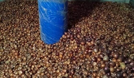 পাবনায় পেঁয়াজ সংরক্ষণের এয়ার ফ্লো মেশিন পেয়ে কৃষকের মুখে হাসি