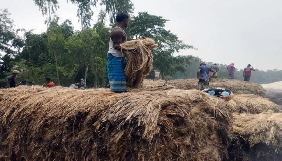 চিলমারীতে নতুন পাটের দাম বেশি পাওয়ায়