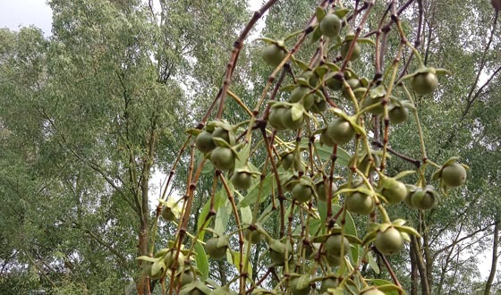 সুন্দরবনের গাছে গাছে শোভা পাচ্ছে বুনো ফল কেওড়া