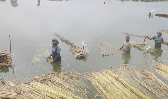 সুজানগরে পাটের বাম্পার ফলন
