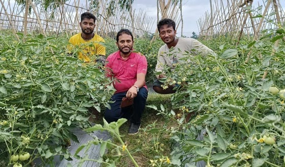 শ্রীমঙ্গলে গ্রীষ্মকালীন টমেটো চাষে রাকিবুলের অভাবনীয় সাফল্য