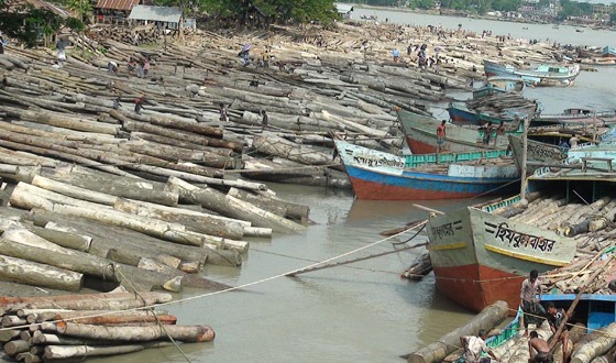 নেছারাবাদে ২৬টি ভাসমান গাছের হাটে দেশের কোটি মানুষের কর্ম সংস্থান