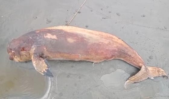 কুয়াকাটা সৈকতে ভেসে এলো মৃত ডলফিন