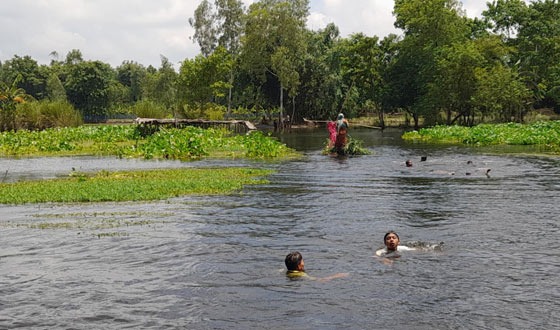 চিরিরবন্দরে পানির স্রোত ও কচুরিপানার চাপে ভাঙল বাঁশের সাঁকো, জনদুর্ভোগ
