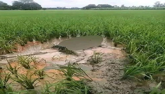 শ্রীবরদীতে  কৃষকের মরদেহ উদ্ধার