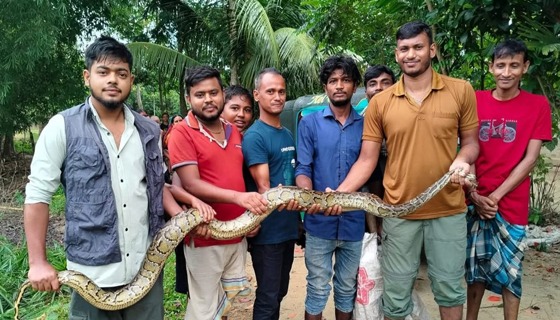 কমলগঞ্জে ১০ ফুট লম্বা অজগর উদ্ধার, লাউয়াছড়া বনে অবমুক্ত