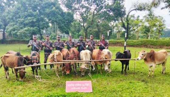 গারো পাহাড় সীমান্তে ভারতীয় গরুসহ মালামাল জব্দ