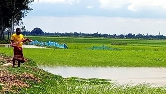 বিরলে ৫ লাখ টাকা দাবি করে টাকা না পাওয়ায় ধান তুলে ফেলার অভিযোগ