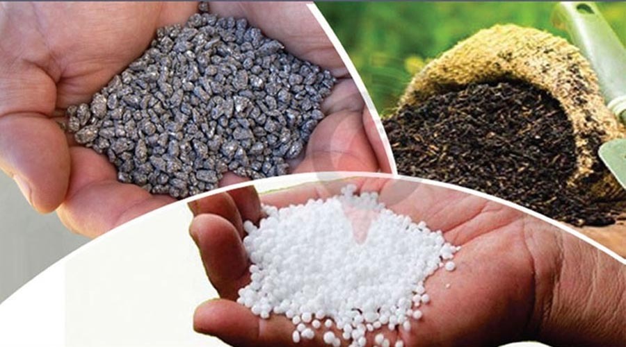 সার সঙ্কটে আমন ফলন ব্যাহত হওয়ার শঙ্কা