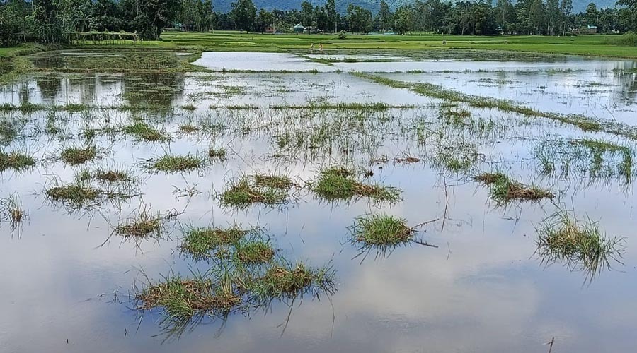 রাজাবাড়ীতে ফিসারি করতে প্রাকৃতিক পানি নিষ্কাশন বন্ধ, পানিতে তলিয়ে ৫০ একর জমি