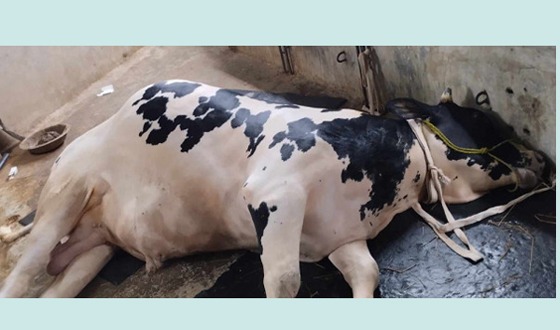 পীরগাছায় অজানা ভাইরাসে দুই শতাধিক গবাদিপশুর মৃত্যু