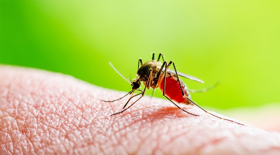 এক সপ্তাহে ডেঙ্গুতে প্রাণ হারালেন ৮ জন, ভর্তি ২৫৮৬