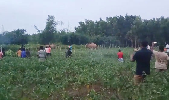 গারো পাহাড়ে খাবারের সন্ধানে লোকালয়ে বন্যহাতির দল