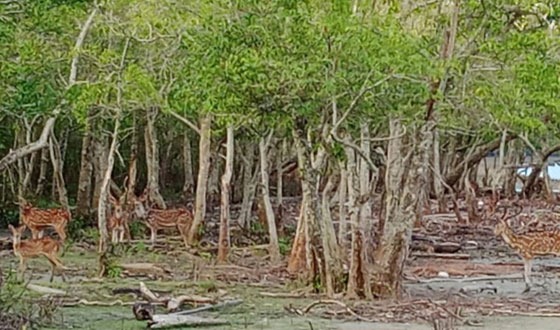 তিন মাস বন্ধের পর খুলছে সুন্দরবনের দুয়ার