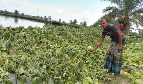 পাটকেলঘাটার ৬ বিঘা ঘেরের ফসল কেটে সাবাড়, ৪ লক্ষ টাকার ক্ষতি