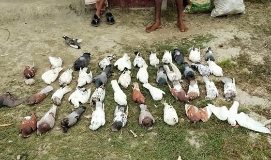 সাতক্ষীরায় বিষ প্রয়োগে ১০৮ কবুতর হত্যা, থানায় এজাহার