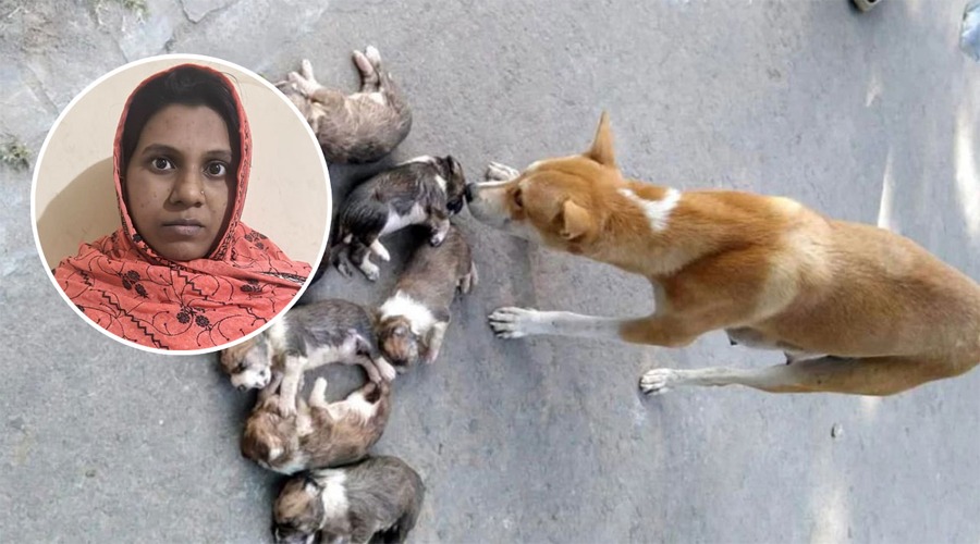 ৮ কুকুর ছানা হত্যার ঘটনায় সরকারি কর্মকর্তার স্ত্রী গ্রেপ্তার