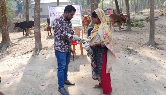 সিরাজগঞ্জের উল্লাপাড়ায় গবাদিপশুর ভেক্সিনেশন ক্যাম্প অনুষ্ঠিত