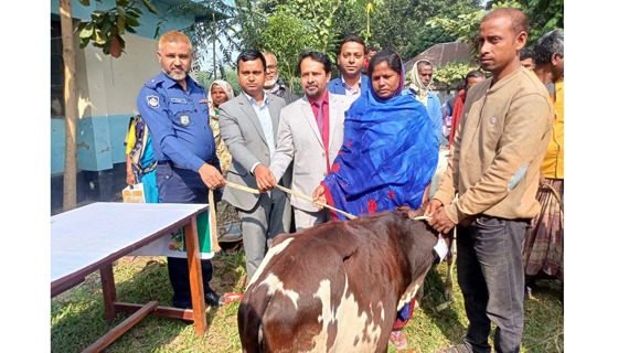 রায়গঞ্জে অনগ্রসর ক্ষুদ্র নৃ-গোষ্ঠীর মাঝে গরু বিতরণ